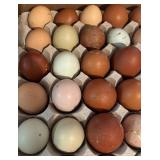 1 dozen hatching eggs, colored assortment