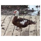 Chocolate Splash Muscovy Hen