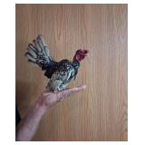 Naked Neck Kikiriki Rooster, imported