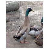 Nice Rouen-Indian Runner Duck mix drake