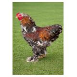 Young Porcelain Brahma rooster not hatchery stock