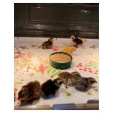 9 Jumbo Quail Chicks, Born 4/23