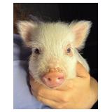 10 week old male 1/2 pot belly 1/2 Juliana