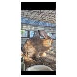 Flemish giant buck- 2 year old, sandy