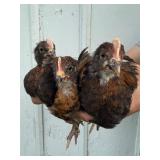 Chocolate Egger Cockerel Trio