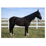 Licorice is eight year old Tennessee Walking Mare