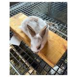 Mini Rex/Lion head Cross Bunny Unsexed