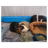 Henry and Oreo, two Guinea pig males With cage