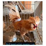 Polish rooster- buff laced, 1 year old.