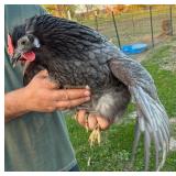 Blue Wyandotte hatched 7/25,ï¿½laying