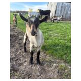 RRï¿½s Ringo DOB: 2/28/2026 Sex: Buckling