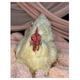 Four 8 month old white leghorn laying hens
