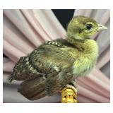3 week old straight run peachicks