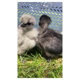 4 baby chicks. Hatched week of April 13th