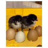 6 Olive Egger Chicks, 2 weeks at pickup