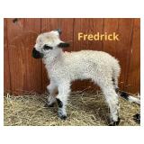 ï¿½Fredrickï¿½ Valais/piebald mule Ram lamb