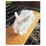 Mini Rex/Lion head Cross Bunny Unsexed