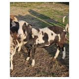 Painted Ram 17 months old