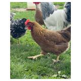 Welsummer Rooster