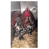 Young Calico bantam cochin rooster