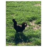 2 Ayam Cemani roosters.