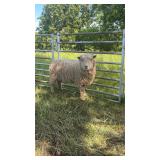 3y/o babydoll ewe exposed to spotted babydoll Ram