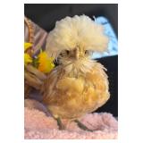 Buff laced polish pullet 6 weeks old