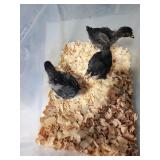 3-Black copper Marans, will be 4 wks at sale