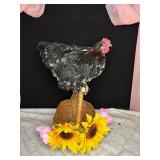 6 month old molted bantam pullet