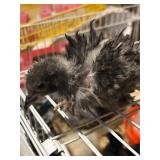 To frizzle chicks. Off heat now.