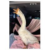 Female white Chinese goose