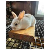 Mini Rex/Lion head Cross Bunny Unsexed