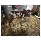 Tiny Tim dwarf Watusi bull calf on the bottle