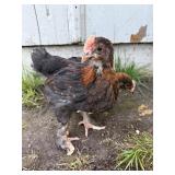 Chocolate Egger Cockerel Duo