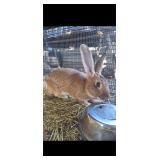Flemish giant buck- 1yr old, sandy color