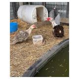 Muscovy Pair