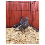 English short faced tumblers hatched 1/5/26