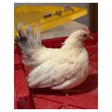 White Black Tailed Japanese Bantam rooster 8 weeks