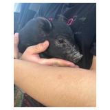 12 week old male 1/2 pot belly 1/2 Juliana