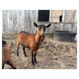 RRï¿½s Ginger DOB: 1/23/2025 Sex: Doe