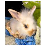 8 week old lionhead buck