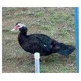 Black n White Splash Muscovy Hen