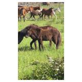 Quarter pony stud. 6 1/2 months old