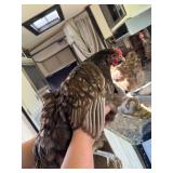 Chocolate silver laced/chocolate molted Orphington