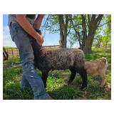 1 buck sheep born first of Feb