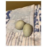 1 dozen F1 Olive Egger hatching Eggs.