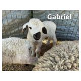 Gabriel F1 Valais ram lamb. Dad is purebred
