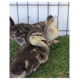 3 Grey Call Ducklings