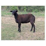 1.5-year-old black Katahdin ewe