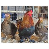 blue partridge brahma hatching eggs, parents pics
